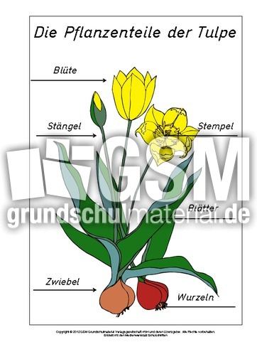 Teile-der-Tulpe-beschriftet.pdf